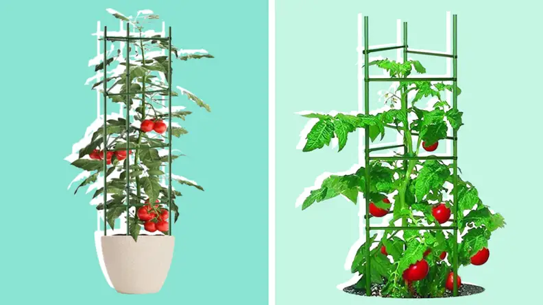 Tomatoes growing out of a pot in a cage on the left. Close up of tomatoes on a cage on the right.