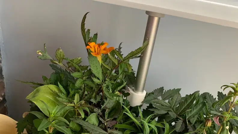 a marigold blooms in the AeroGarden