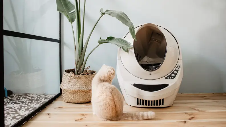Yes, it's expensive, but the Litter-Robot is worth it.