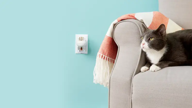 A cat sits on an armchair near a diffuser plugged into the wall