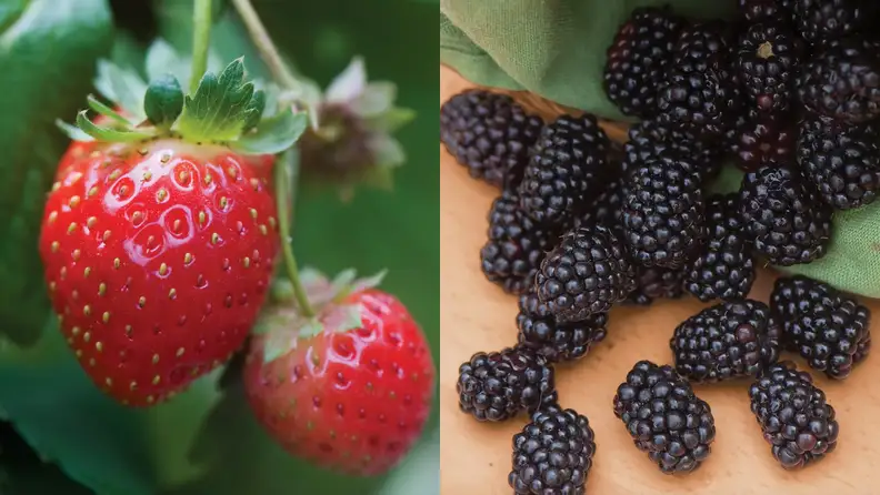 On left, two red strawberries hanging on vine. On right, blackberries spread out on counter.