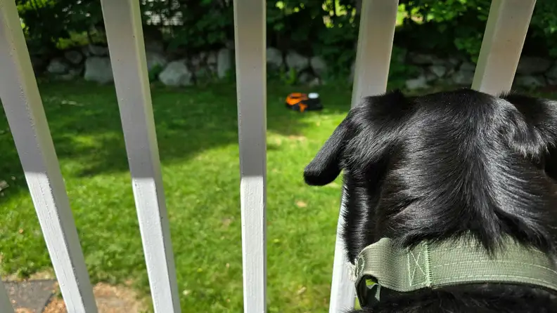 View of Worx Landroid WR340 robot lawn mower through a white gate with a black dog looking out.