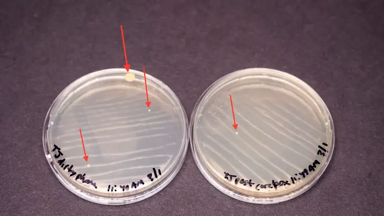 The bacteria on the second phone prior to cleaning with Carebox are in the agar plate on the left, and the bacteria on the phone after cleaning with Carebox are in the agar plate on the right.