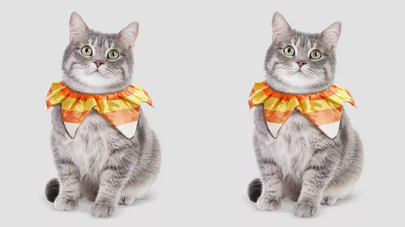 Cat candy corn