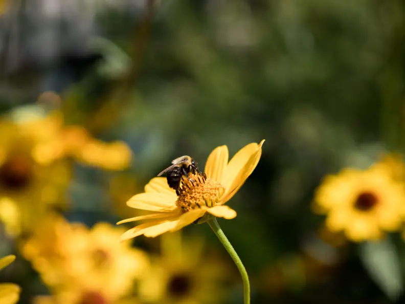 EXIF: 35mm, ISO 200, 1/2500, f/2.8