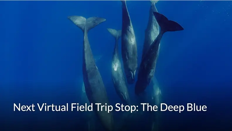 A school of fish dives downward