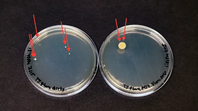 The bacteria on the second phone prior to cleaning with PhoneSoap are in the agar plate on the left, and the bacteria on the phone after cleaning with PhoneSoap are in the agar plate on the right.