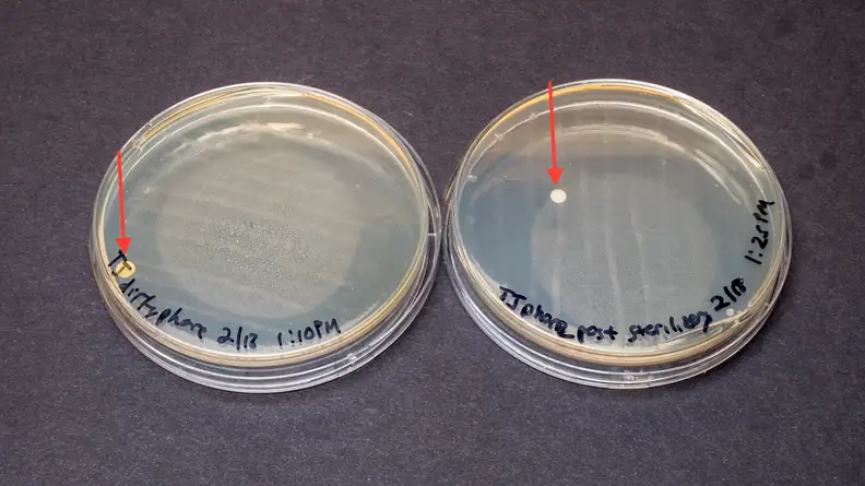 The bacteria on the second phone prior to cleaning with the Sterilizer are in the agar plate on the left, and the bacteria on the phone after cleaning with the Sterilizer are in the agar plate on the right.