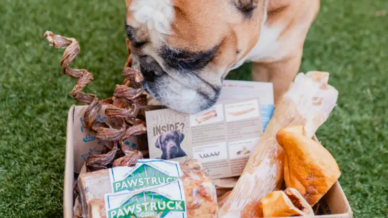 dog sniffing a box a pawstruck treats