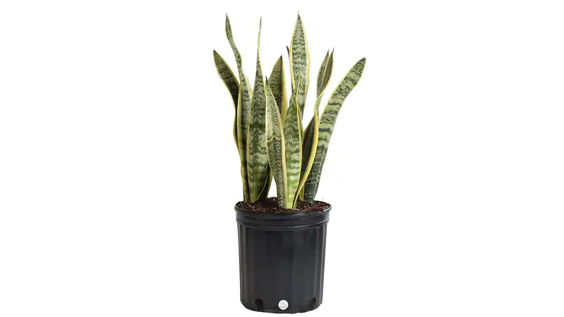Costa Farms Snake Plant