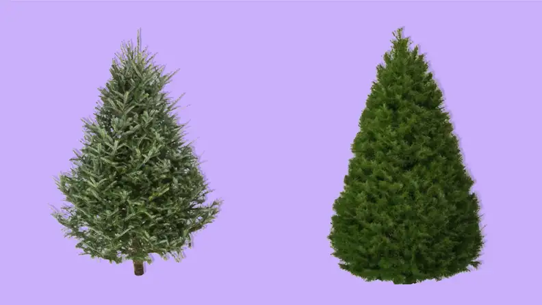 Online Orchards Freshly Cut Douglas Fir Live Christmas Tree on a purple background.
