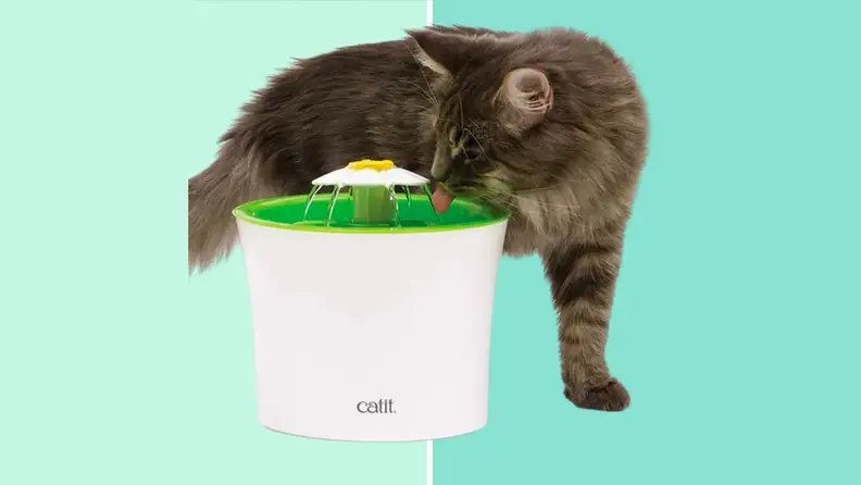 Cat drinking from Catit water fountain