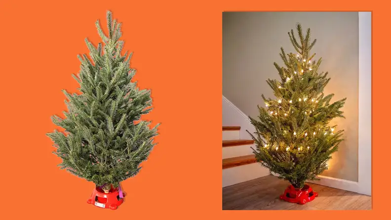 The Fresh Fraser Fir Christmas Tree with Stand on an orange background.