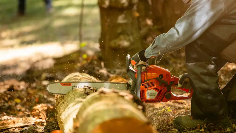 A person cuts through a giant log with a chainsaw