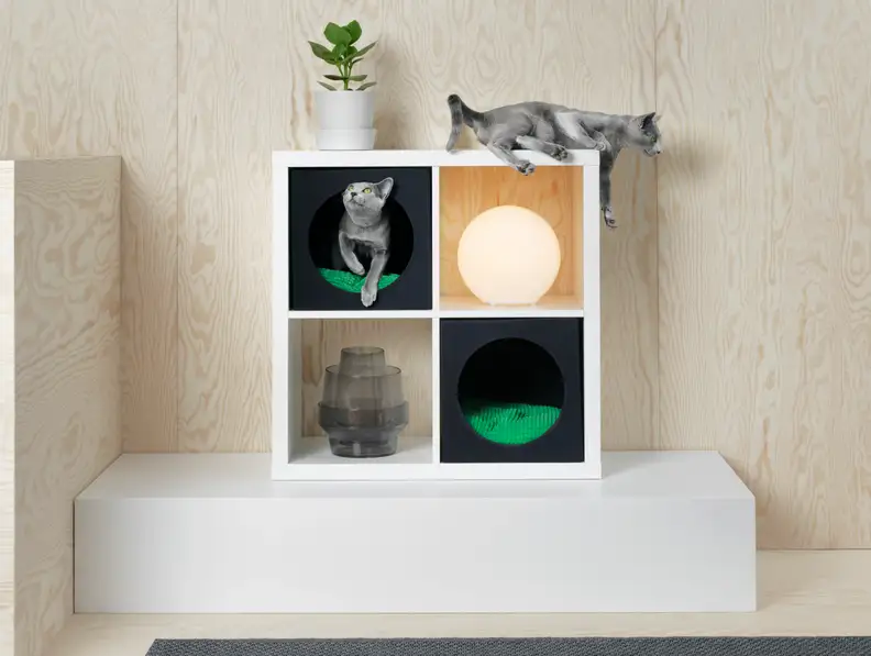 Your cat can relax in your bookshelf