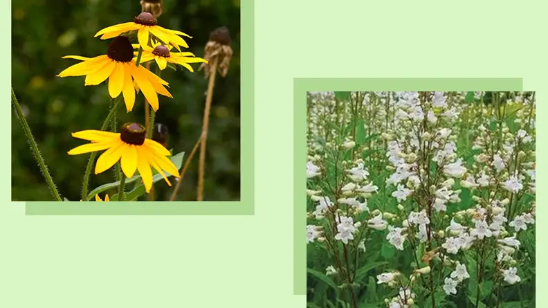 Two close ups of daisies and white flowers.