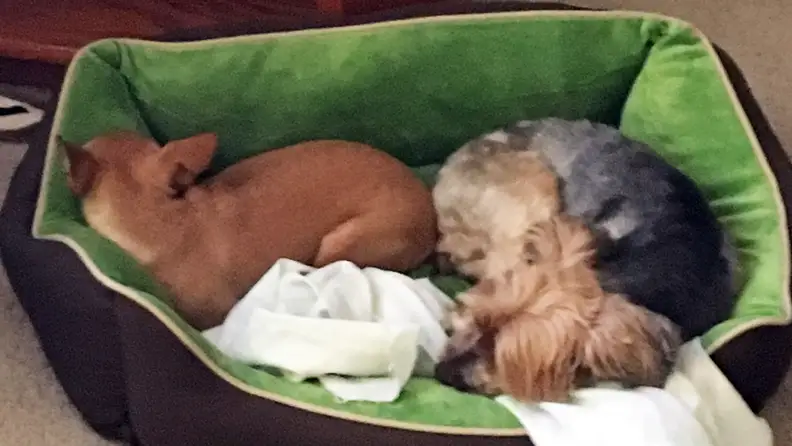 Heated dog bed review