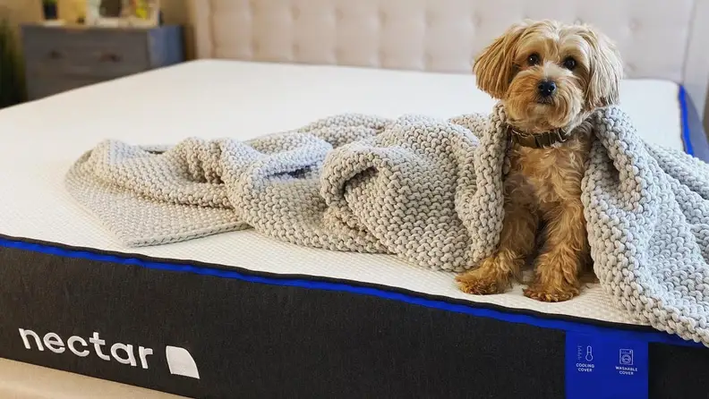 A dog sits on a mattress.
