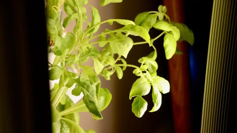 A basil plant popping out of the column of a Gardyn hybriponic garden device.