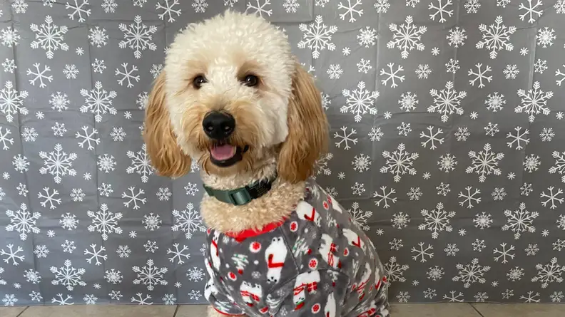 PJ pup