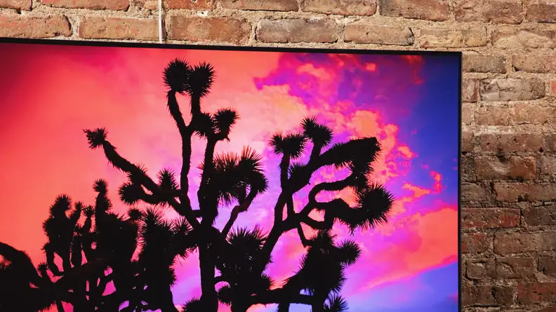 The TV displaying a upper branches of a tree during dusk.