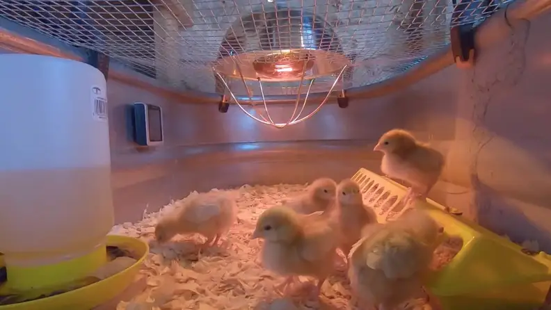 Six young chicks stand in a chicken brooder with a heat lamp and food and water