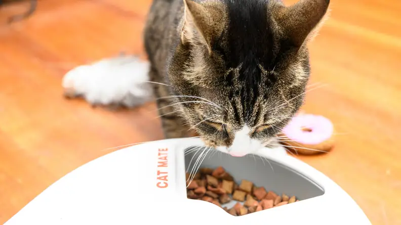 Pet Supplies