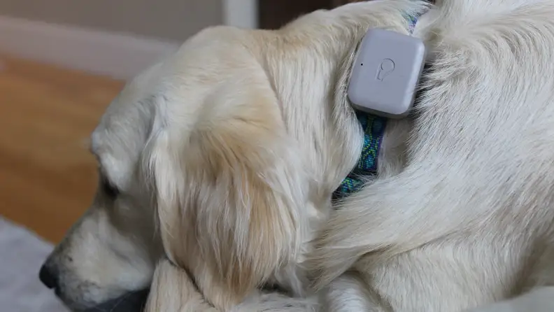 One thing we didn't like was the oversized unit, which would look awkward on smaller dogs.