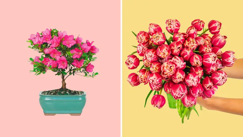 A plant inside a vase and a person holding a bouquet of tulips on a pink and yellow background.