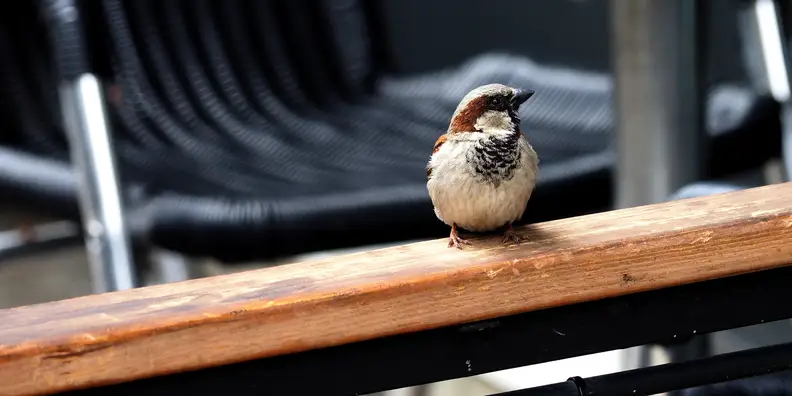 With the 12-100mm f/4 PRO lens, the Olympus E-M1 II is capable of very sharp results.