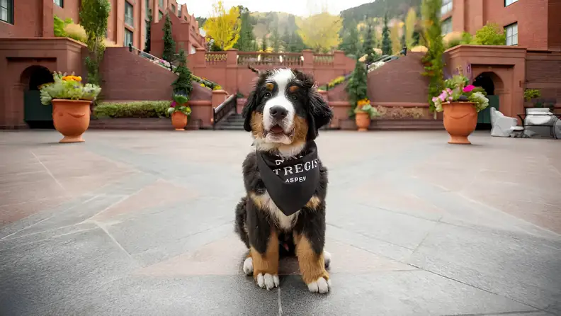 Bernese mountain dog wearing a St. Regis Aspen bandana while sitting in the courtyard of the luxury mountain resort.