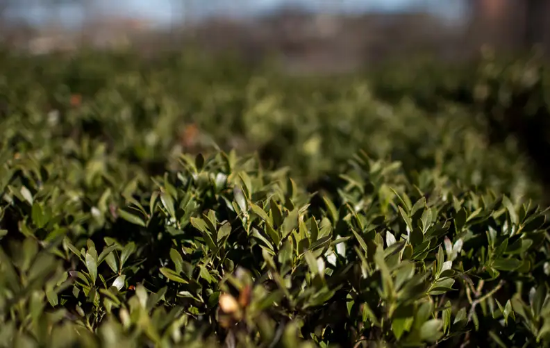 EXIF: 35mm, ISO 50, 1/2000, f/1.4