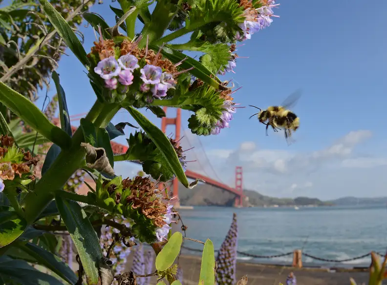A Black-tailed Bumble Bee and Golden Gate Bridge