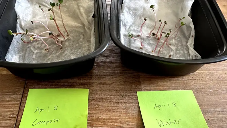 Two trays, sitting side-by-side, with plants sprouting from them.