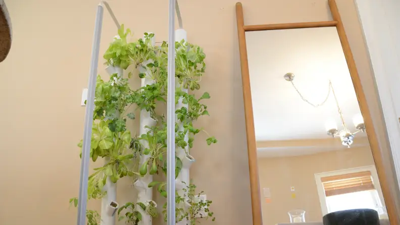 A Gardyn indoor garden device is in a person's living room, with 30 plants growing out of the columns on the device.