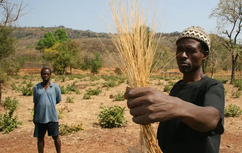 A West African villager holding a bushel of fonio.