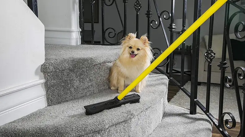 Look at the smug smile on this dog's face!