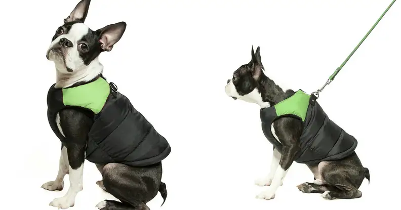 A winter vest for a dog