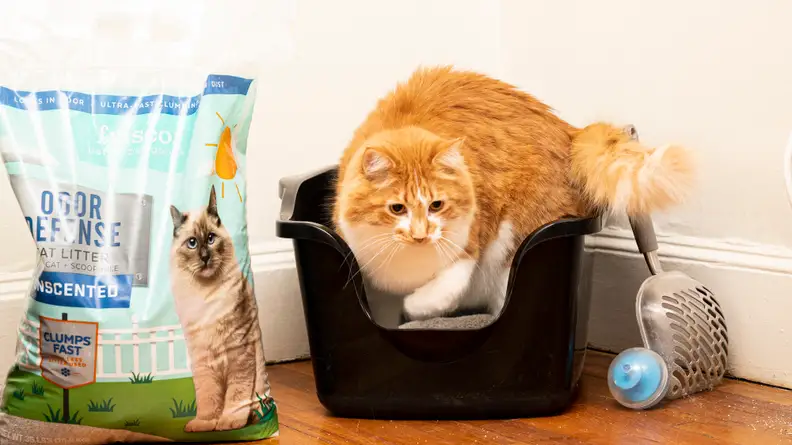 orange cat in plastic litter box next to package of frisco cat litter