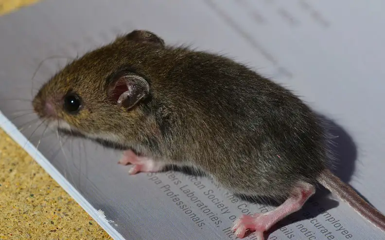 mouse on ground