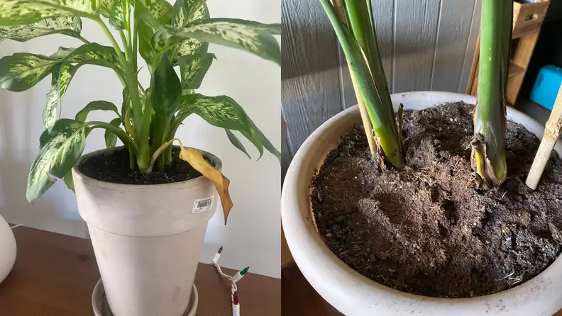 Potted plants in soil on top of wooden surface.