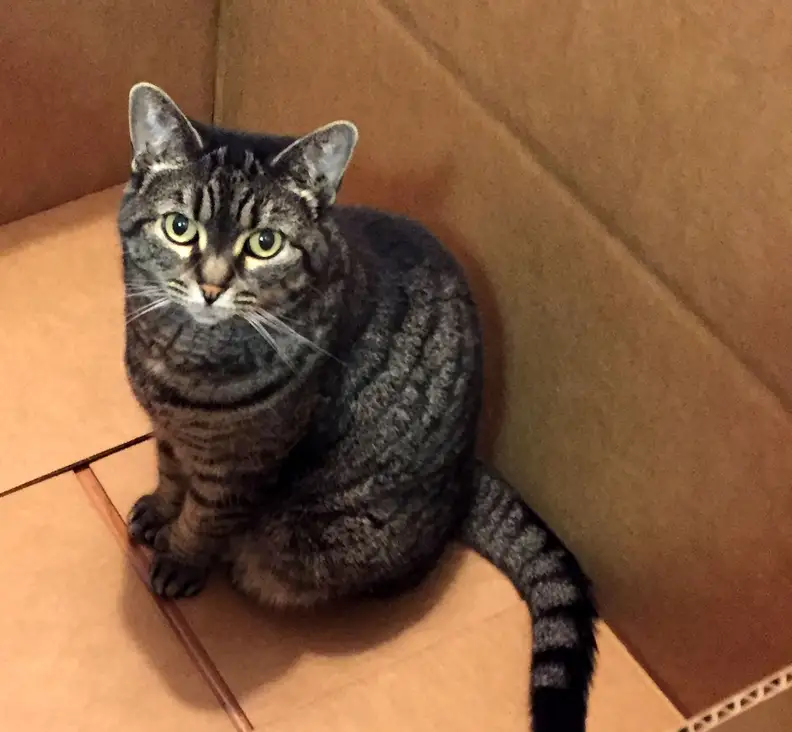 Cat in a cardboard box