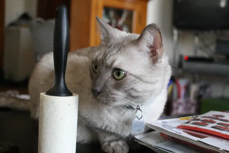 cat staring at lint roller
