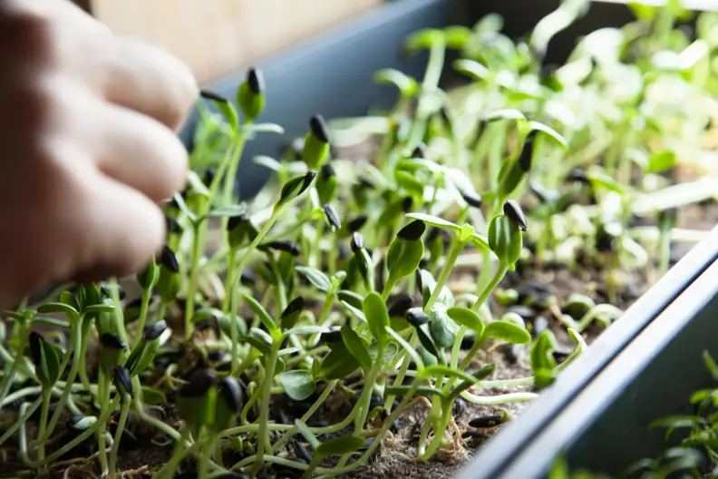 Microgreens growing in a nursery