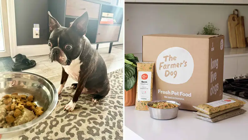 Boston Terrior eating The Farmer's Dog fresh dog food