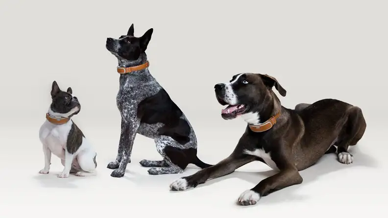 Three beautiful dogs model the Link GPS Smart Collar.