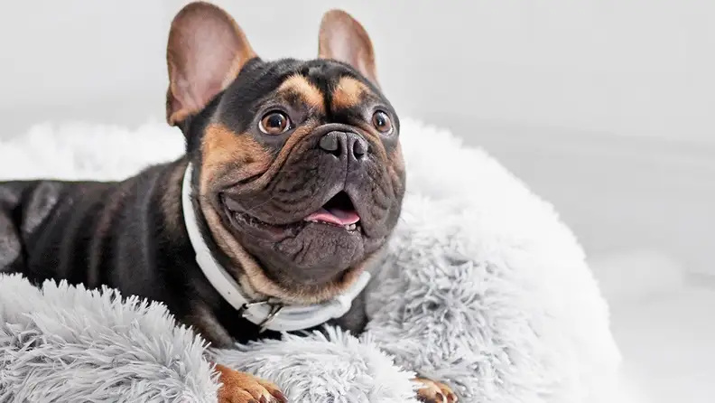 A dog rests on a white and plush blanket.