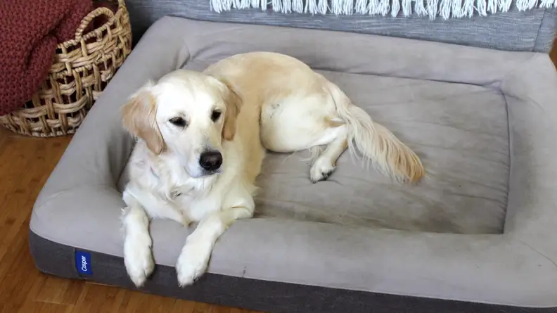 A golden retriever rests on a large memory foam dog bed