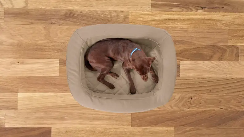 A chocolate lab sits in a brown dog bed on a wooden floor