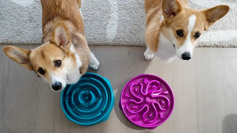 An image of two dogs standing above the fun feeders.